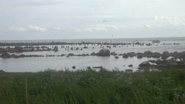 Clusters of seabirds on the islands of the eastern part of the Gulf of Finland, Baltic sea. There are rich fish stocks and breeding colonies of aquatic birds. Great cormorant prevails