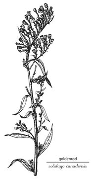 goldenrod, goldenrod monochrome, black and white goldenrod hand drawing, goldenrod sketch. Latin name solidago canadensis, monochrome flower, flower on transparent background, black and white flower