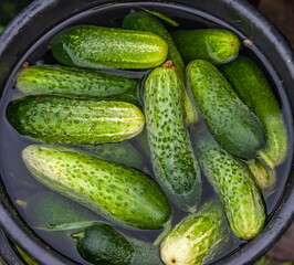 Cucumbers soaked in water for pickling close-up