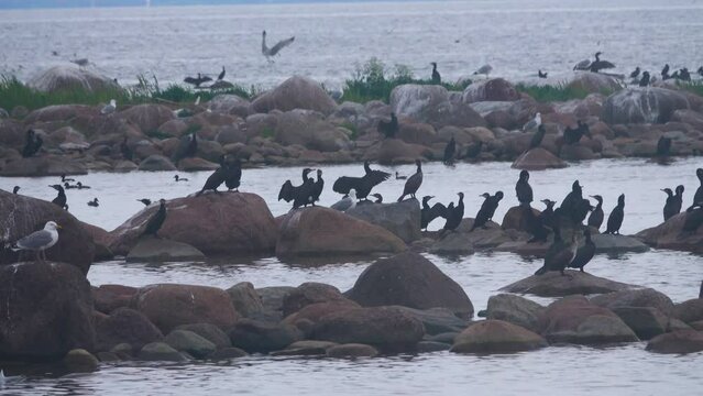 Clusters of seabirds on island (luda (rocky littoral shoal or islet)) of eastern part of Gulf of Finland, Baltic sea. Rich fish stocks and breeding colonies of aquatic birds. Great cormorant prevails