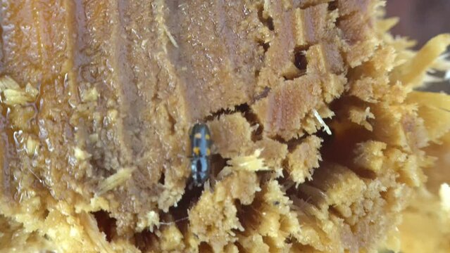 Beetle stonewort (Glischrochilus hortensis) or Glischrochilus quadripunctatus crawls on cut of tree in forest clearing, spring birch is secreting juice. Beetle lives under bark of birch trees. Baltic