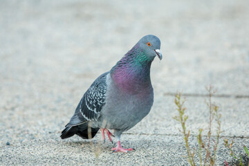 Rock dove (Columba livia)