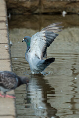 Fototapeta premium Rock dove (Columba livia)