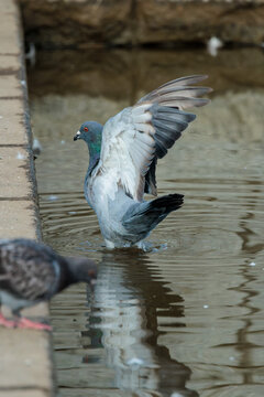 Rock dove (Columba livia)