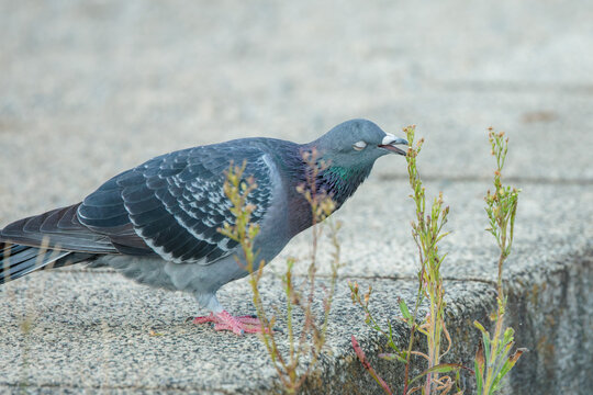 Rock dove (Columba livia)