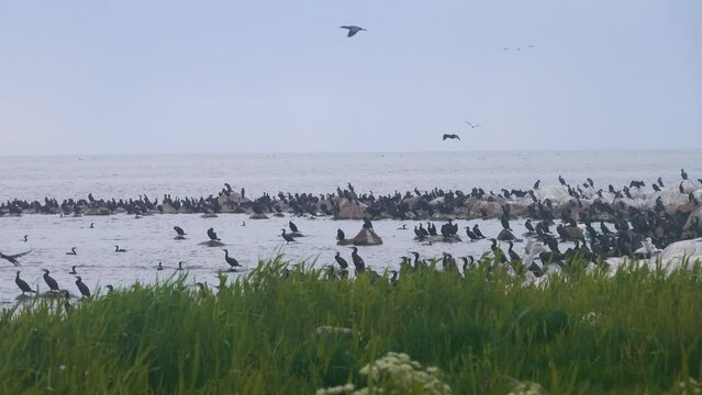 Clusters of seabirds on island (luda (rocky littoral shoal or islet)) of eastern part of Gulf of Finland, Baltic sea. Rich fish stocks and breeding colonies of aquatic birds. Great cormorant prevails