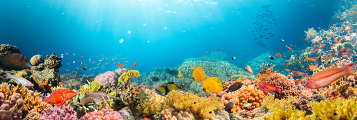 Fototapeta na wymiar Underwater Tropical Corals Reef with colorful sea fish. Marine life sea world. Tropical colourful underwater panormatic seascape.