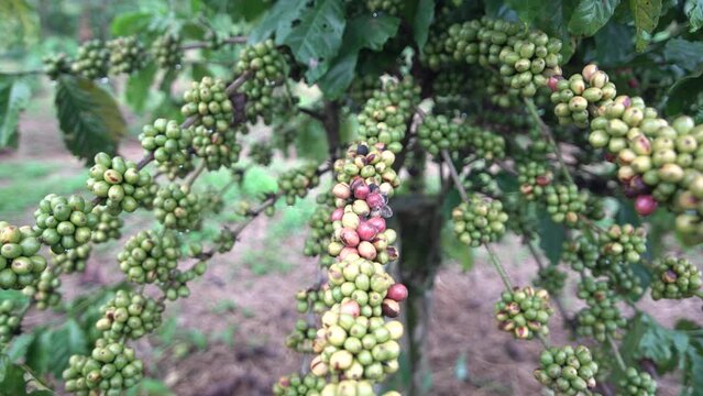 Coffee branches with fungal disease spots on ripe coffee cherries