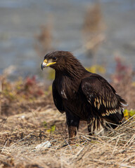 Spotted Eagle in Kuwait