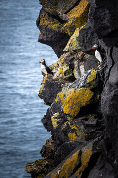 Two puffins at the side of a cliff at the sea