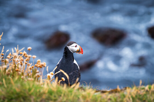 Single puffin on a cliff looking down at the sea