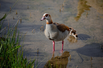 Two Egyptian geese in Madrid, an adult with its duckling that feeds in the river water