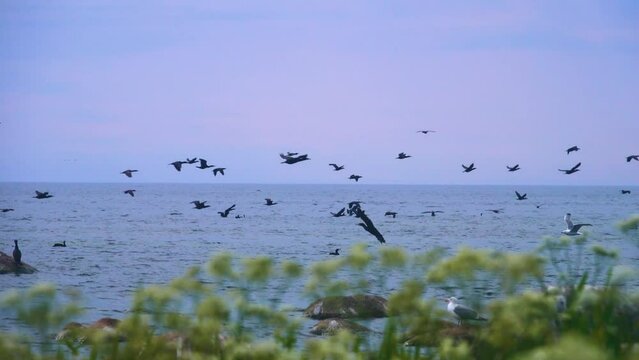 Clusters of seabirds on island (luda (rocky littoral shoal or islet) of Gulf of Finland, Baltic sea. Rich fish stocks, breeding colonies of aquatic birds. Great cormorants fly for fish, foraging road