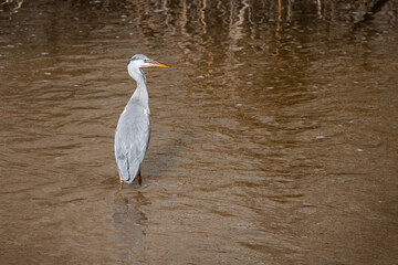Beautiful grey heron standing in a river in madrid
