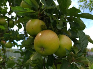 Nature's Bounty: Ripe Apple and Green Leaves on the Tree Branch
