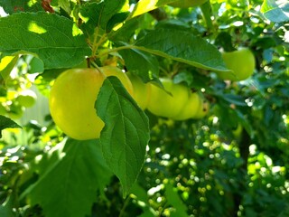 Nature's Bounty: Ripe Apple and Green Leaves on the Tree Branch
