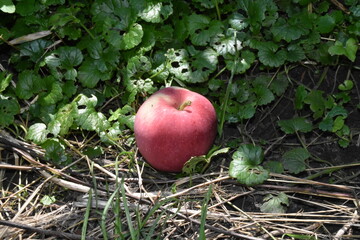 Nature's Bounty: Ripe Apple and Green Leaves on the Tree Branch
