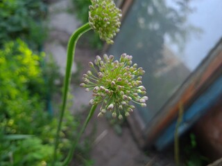 Nature’s Artistry: Blooming Onion in Full Bloom
