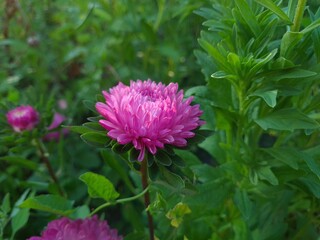 Colorful Symphony: Vibrant Aster Flowers in Full Bloom
