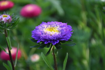 Colorful Symphony: Vibrant Aster Flowers in Full Bloom
