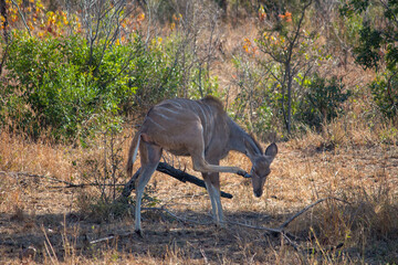 Obraz na płótnie Canvas A female kudu scratching its head in Kruger National Park