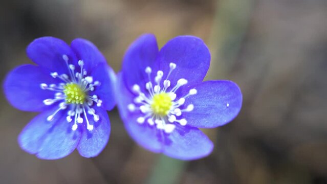 North Mayflower (Hepanca nobilis) with dark blue petals. First flowers during melting of snow are small in size (early spring phenotype), solitary and grow in closed places due to night cold. Macro
