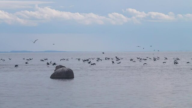 Clusters of seabirds on island (luda (rocky littoral shoal or islet) of Gulf of Finland, Baltic sea. Rich fish stocks, breeding colonies of aquatic birds. Great cormorants fly for fish, foraging road