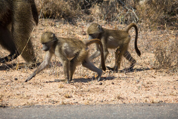 Two juvenile baboons foraging for food in Kruger National Park