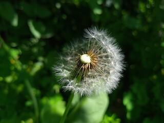 Whispers of Nature: Fluffy Dandelion in the garden
