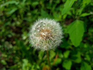 Whispers of Nature: Fluffy Dandelion in the garden