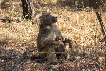 A cape baboon sitting with her baby in Kruger National Park