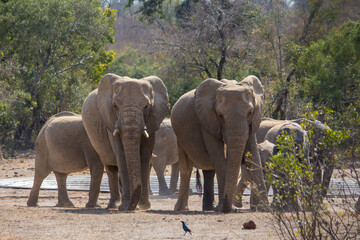 Fototapeta premium A herd of elephants prepare to leave a watering hole in Kruger National Park