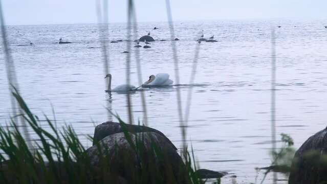 Wild mute swans (Cygnus olor) swim in the Baltic sea. Males adopt graceful attractive poses, graceful carriage of the head, fluid action, but... in this way they express hatred towards their neighbor