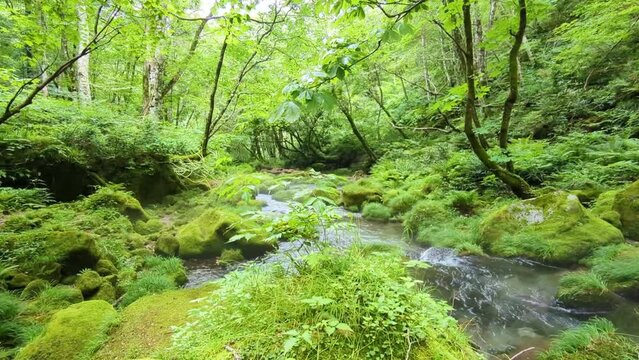 山奥の秘境。マイナスイオンたっぷりの渓流風景