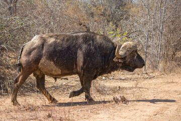 A cape buffalo crossing  road in Kruger National Park