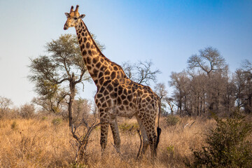 A southern giraffe standing in Kruger National Park