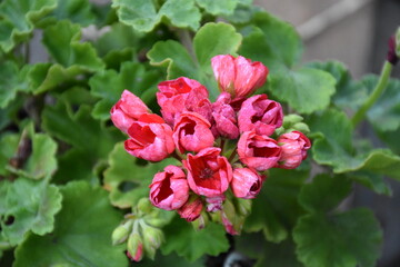 Radiant red Geraniums in Full Bloom
