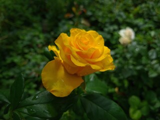 Elegant yellow Roses in Full Bloom