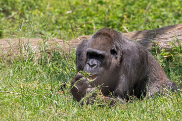 Gros plan d'une femelle gorille allongée dans l'herbe	