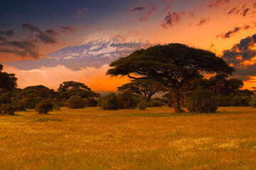 Krajobraz na safari z widokiem na Kilimanjaro