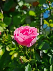 Elegant Violet Roses in Full Bloom