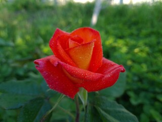 Elegant red Roses in Full Bloom