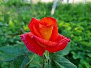 Elegant red Roses in Full Bloom