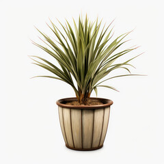 Yucca plant Studio Shot Isolated on Clear Background, Generative AI