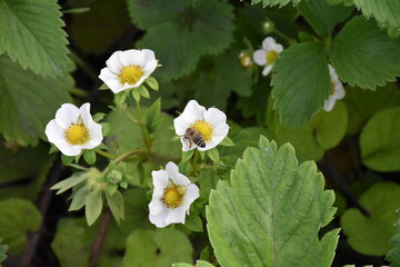 Blooming Beauty: Strawberry Flowers in the Garden
