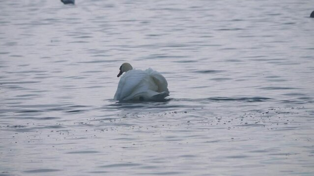Wild mute swans (Cygnus olor) swim in the Baltic sea. Males adopt graceful attractive poses, graceful carriage of the head, fluid action, but... in this way they express hatred towards their neighbor