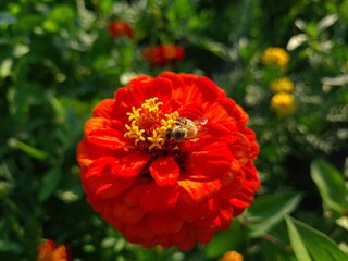 Red Yellow Zinnia in Full Bloom
