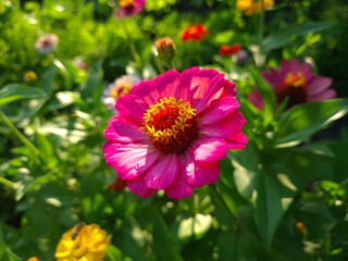 Obraz premium Violet Yellow Zinnia in Full Bloom