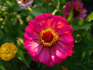 Violet Yellow Zinnia in Full Bloom