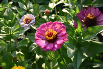 Violet Yellow Zinnia in Full Bloom